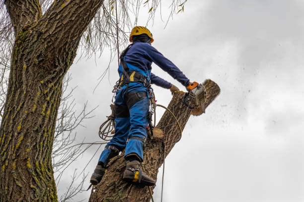 Best Tree Branch Trimming  in Osage Beach, MO